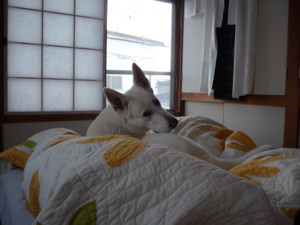 f:id:buhi84shin:20091209120425j:image:left