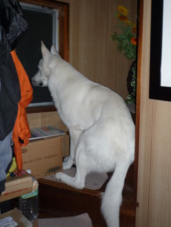 f:id:buhi84shin:20091220183851j:image:left
