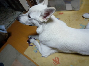 f:id:buhi84shin:20091221222151j:image:right