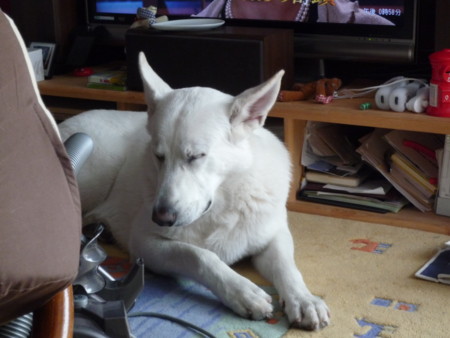 f:id:buhi84shin:20091229131938j:image