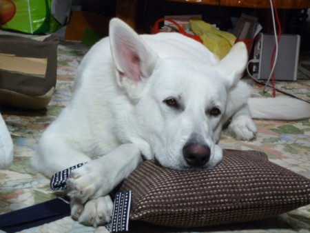 f:id:buhi84shin:20100102215111j:image