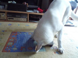 f:id:buhi84shin:20100103152245j:image:right f:id:buhi84shin:20100103152245j:image:right