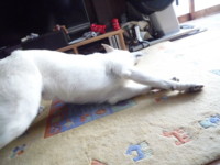 f:id:buhi84shin:20100103152311j:image:left f:id:buhi84shin:20100103152311j:image:left