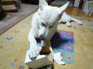 f:id:buhi84shin:20100104055813j:image:left f:id:buhi84shin:20100104055813j:image:left