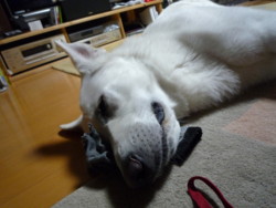f:id:buhi84shin:20100104212631j:image:left f:id:buhi84shin:20100104212631j:image:left