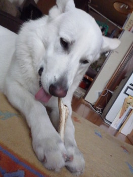 f:id:buhi84shin:20100105144247j:image:left f:id:buhi84shin:20100105144247j:image:left