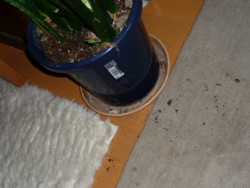 f:id:buhi84shin:20100106193352j:image:right f:id:buhi84shin:20100106193352j:image:right