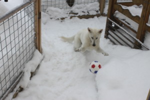 f:id:buhi84shin:20100109100458j:image:left f:id:buhi84shin:20100109100458j:image:left