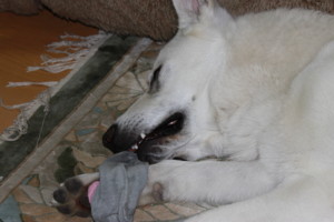 f:id:buhi84shin:20100123232038j:image:right f:id:buhi84shin:20100123232038j:image:right