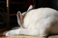f:id:buhi84shin:20100127124833j:image:left