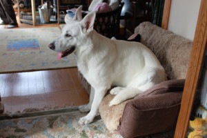 f:id:buhi84shin:20100214103323j:image:right