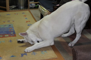 f:id:buhi84shin:20100215204732j:image:left
