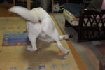 f:id:buhi84shin:20100215204739j:image:right