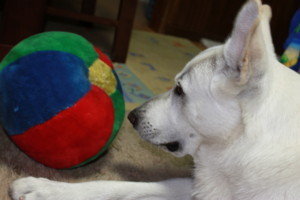 f:id:buhi84shin:20100420202958j:image:right f:id:buhi84shin:20100420202958j:image:right