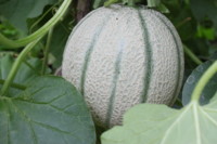 20100721094708