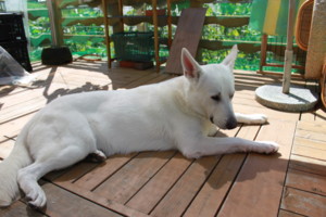 f:id:buhi84shin:20100802093132j:image:left