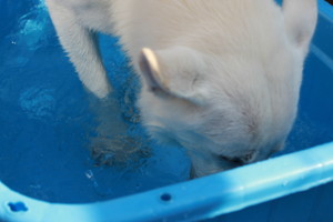 f:id:buhi84shin:20100803075955j:image:left f:id:buhi84shin:20100803075955j:image:left