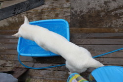 f:id:buhi84shin:20100805155207j:image:left f:id:buhi84shin:20100805155207j:image:left