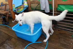 f:id:buhi84shin:20100805155658j:image:right f:id:buhi84shin:20100805155658j:image:right