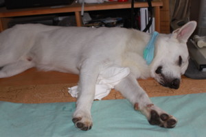 f:id:buhi84shin:20100807073438j:image:left