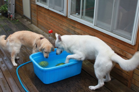 f:id:buhi84shin:20100809180805j:image f:id:buhi84shin:20100809180805j:image