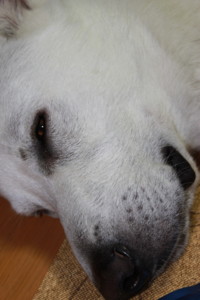 f:id:buhi84shin:20100810200018j:image:right f:id:buhi84shin:20100810200018j:image:right