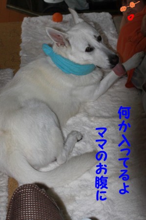 f:id:buhi84shin:20100819164458j:image:left f:id:buhi84shin:20100819164458j:image:left