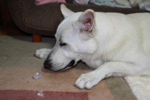 f:id:buhi84shin:20100819213732j:image:left f:id:buhi84shin:20100819213732j:image:left