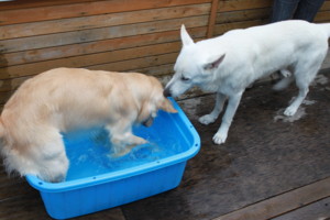f:id:buhi84shin:20100821172352j:image:left f:id:buhi84shin:20100821172352j:image:left