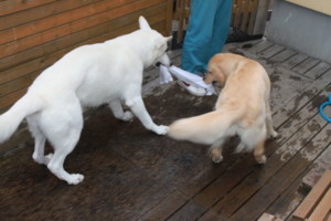 f:id:buhi84shin:20100821174402j:image:right f:id:buhi84shin:20100821174402j:image:right