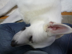 f:id:buhi84shin:20100826061745j:image:right