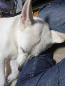 f:id:buhi84shin:20100826062006j:image:left