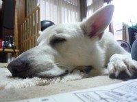 f:id:buhi84shin:20100826062128j:image:left