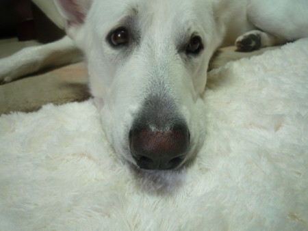 f:id:buhi84shin:20100826070355j:image