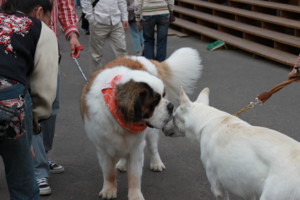 f:id:buhi84shin:20100923111908j:image:left