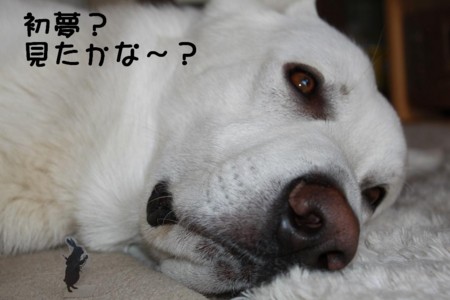 f:id:buhi84shin:20101215081912j:image