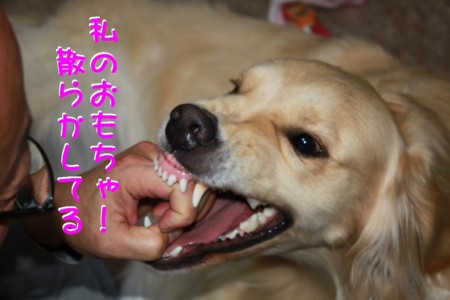 f:id:buhi84shin:20101224205151j:image