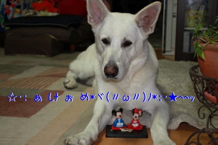 f:id:buhi84shin:20101231164635j:image