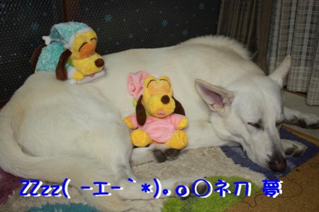 f:id:buhi84shin:20101231183530j:image
