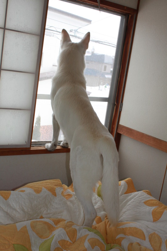 f:id:buhi84shin:20110316091215j:image:right