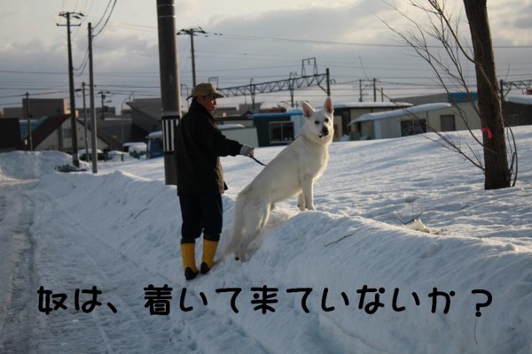 f:id:buhi84shin:20110320064008j:image