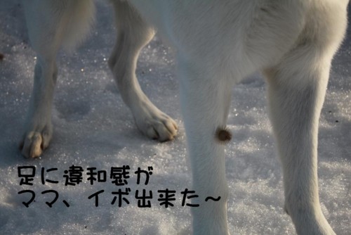 f:id:buhi84shin:20110320064309j:image:right
