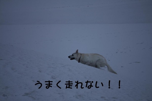 f:id:buhi84shin:20110321061226j:image