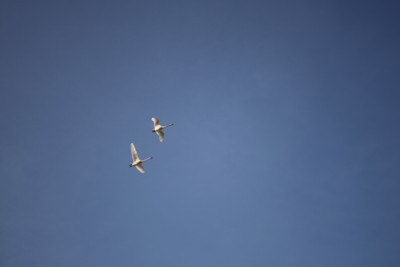 f:id:buhi84shin:20110410060840j:image:right