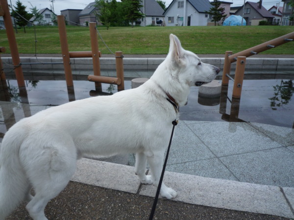 f:id:buhi84shin:20110613053222j:image:left