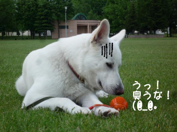 f:id:buhi84shin:20110613055405j:image:left