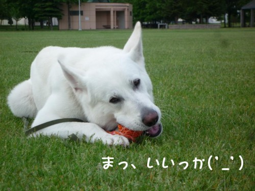 f:id:buhi84shin:20110613055410j:image:right