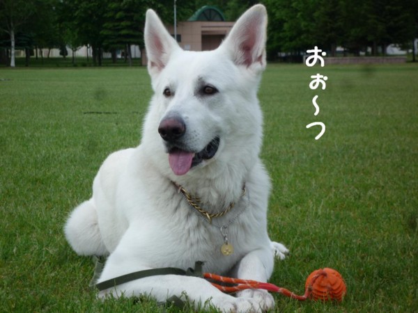 f:id:buhi84shin:20110613055428j:image:right