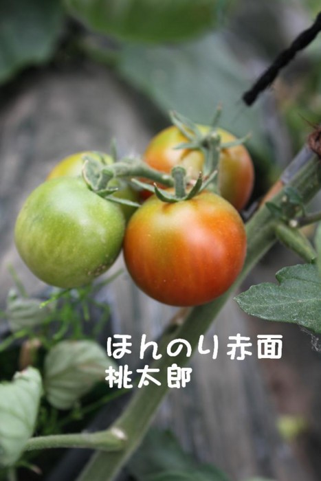 f:id:buhi84shin:20110613082555j:image:left