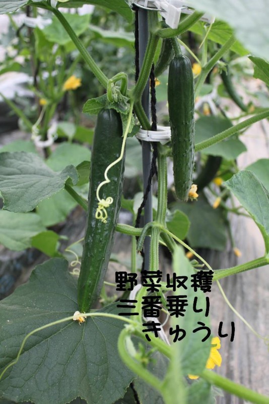 f:id:buhi84shin:20110613082622j:image:left